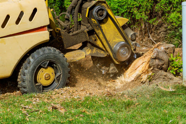 Best Tree Disease Treatment  in Arbuckle, CA